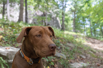 Portrait of an Adventure Dog