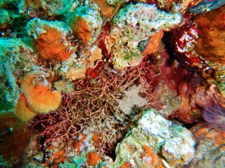 Naklejka na ściany i meble Marine Macroalgae, seaweeds, in the red sea 