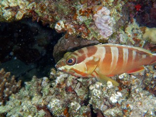 red sea fishes 