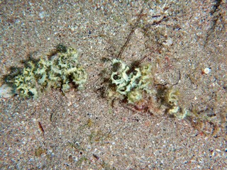 Marine Macroalgae, seaweeds, in the red sea 