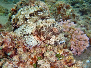 Fototapeta na wymiar stonefishes, Synanceiidae, 