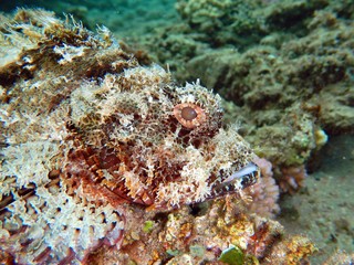 stonefishes, Synanceiidae, 