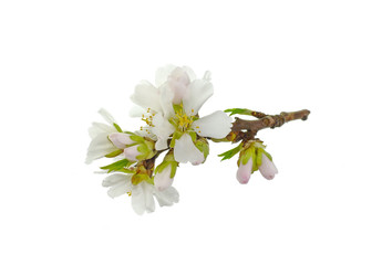 The almond tree flowers with branch isolated on white