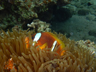 Naklejka na ściany i meble Clownfish, anemonefish, red sea fishes 