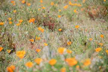 Blooming poppy flowers in springtime in California