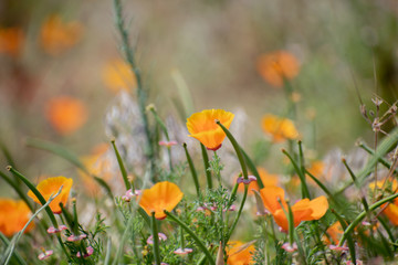 Blooming poppy flowers in springtime in California