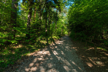 Obraz premium Fresh spring green in the Monticolo forest in the municipality of Appiano in Italian South Tyrol.