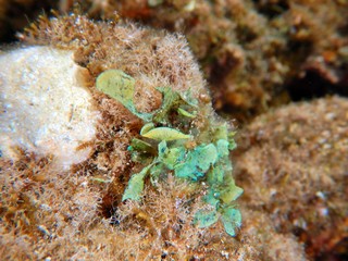 Marine Macroalgae, seaweeds, in the red sea 