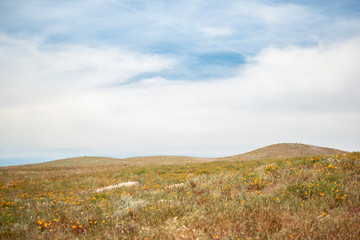 Blooming poppy flowers in springtime in California