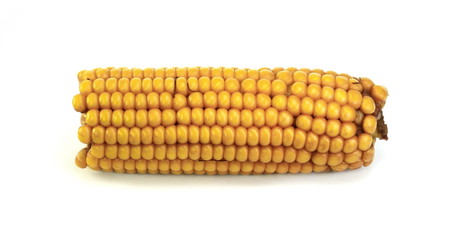 Boiled corn on the cob isolated on white background.