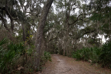 Fototapeta na wymiar Walking paths in the woods of Florida