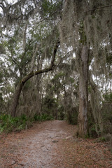 Walking paths in the woods of Florida