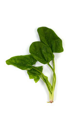 Fresh green spinach isolated on white background. Green spinach leaves. Green food.