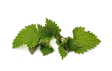 Nettle isolated on a white background. Young sprout of the nettle.
