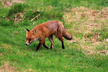 Red fox in the wild