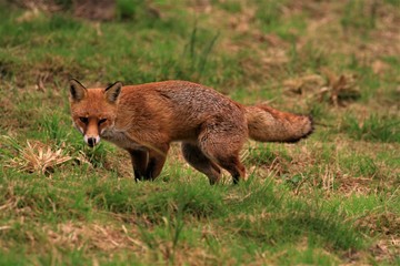 Red fox