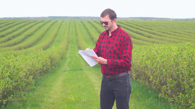Farmer inspects bush growth. Farmer standing in tea field