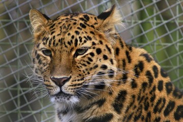 Fototapeta na wymiar Close up of a leopard