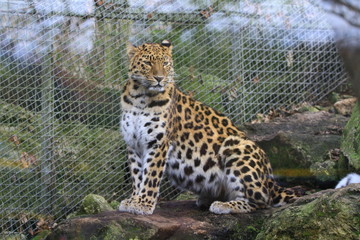 Leopard in the zoo