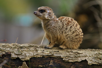 Meerkat on guard