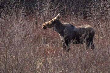 Pregnant  cow moose in the brush in Algonquin Park Ontario  in May