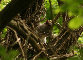 Squirrel in the forest