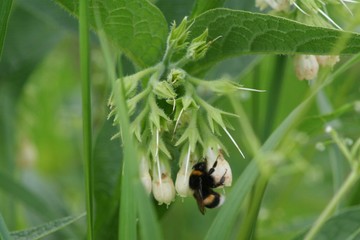 Bee on a green leaf