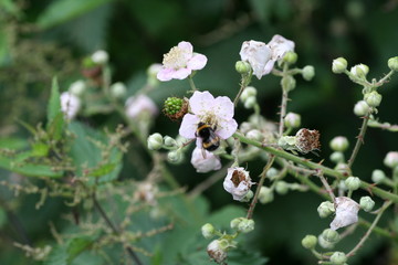 Bee on a flower