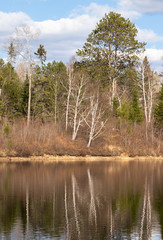 Reflections of spring forest in the water in Algonquin Park Ontario Canada