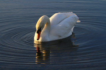 Swan on the lake