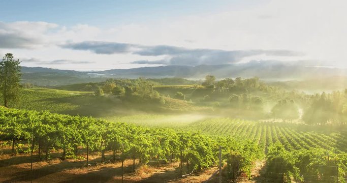 Morning mist over vineyard
