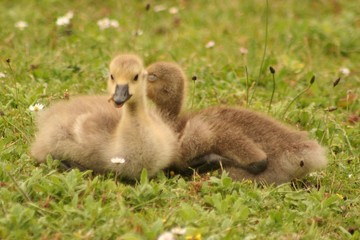 Baby duck in the grass