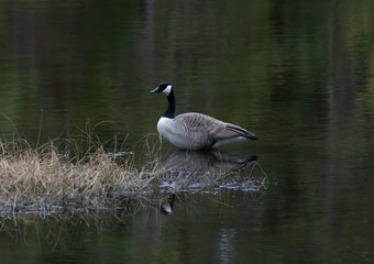 Canada Goose in Spring in Algonquin with green water background
