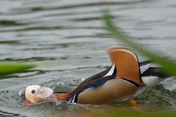 Mandarin duck, perching duck head in water