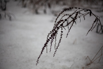 Dry grass in the snow