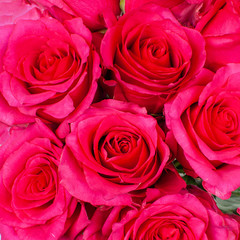 Bouquet of pink roses.
