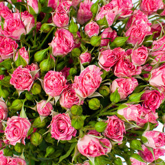 A bouquet of pink bush roses.