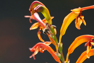 Honey Bee Flying to Lucifer Flowers