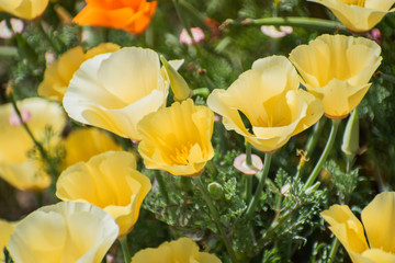 Obraz na płótnie Canvas Blooming poppy flowers in springtime in California