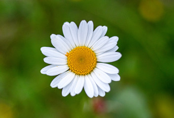 Fototapeta premium margueritte daisy
