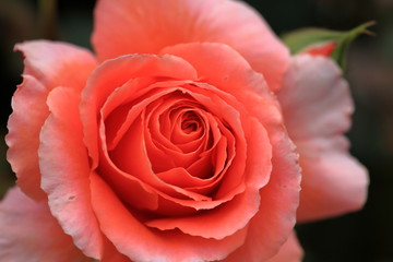 Roses have begun to bloom in the park where I am always walking