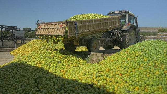 Tractor dumping green apples in outdoor warehouse