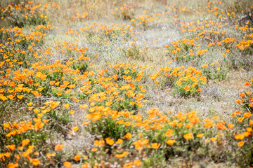 Blooming poppy flowers in springtime in California
