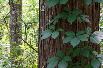 Green five leaf vine climbing cypress tree