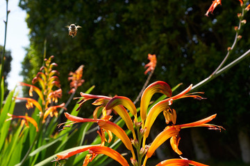 Honey Bee Flying to Lucifer Flowers