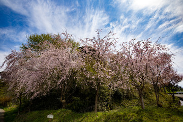 春、桜満開！