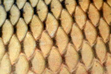 The scales of carp,close-up photo © hanmaomin