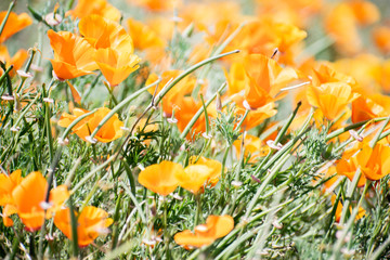 Blooming poppy flowers in springtime in California