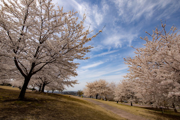 春、桜満開！