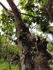 NATURALEZA VIVA (CACAO)